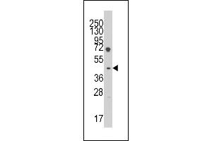 Western blot analysis of anti-LEFTB(C-term) Pab (ABIN391463 and ABIN2841437) in HL60 cell line lysates (35 μg/lane). (LEFTY1 抗体  (C-Term))