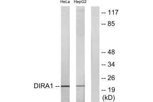 Western blot analysis of extracts from HeLa cells and HepG2 cells, using DIRA1 antibody.