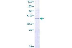 DUSP10 Protein (AA 1-140) (GST tag)