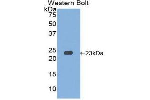 Western Blotting (WB) image for anti-Signaling threshold Regulating Transmembrane Adaptor 1 (SIT1) (AA 2-175) antibody (ABIN1860565) (SIT1 抗体  (AA 2-175))