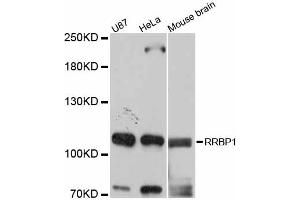 Western blot analysis of extracts of various cell lines, using RRBP1 antibody (ABIN6293720) at 1:3000 dilution. (RRBP1 抗体)