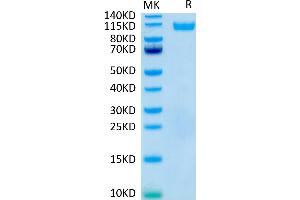 Human Siglec-4a on Tris-Bis PAGE under reduced conditions. (MAG Protein (AA 20-516) (Fc Tag))
