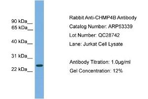 WB Suggested Anti-CHMP4B  Antibody Titration: 0. (CHMP4B 抗体  (Middle Region))