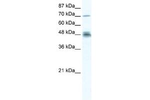WB Suggested Anti-DDX50 Antibody Titration:  2. (DDX50 抗体  (N-Term))