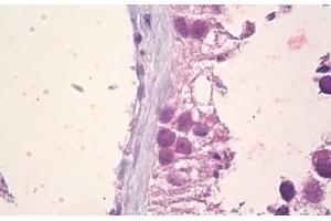 Anti-EFNA5 / Ephrin A5 antibody IHC staining of human testis, sertoli cells. (Ephrin A5 抗体  (AA 31-80))