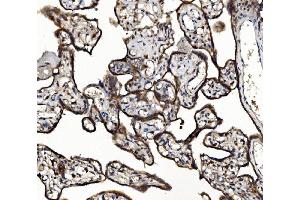 IHC analysis of NSF using anti-NSF antibody (ABIN7601630). (NSF 抗体  (AA 4-636))