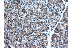 Immunohistochemical staining of paraffin-embedded Human Kidney tissue using anti-EIF2S1 mouse monoclonal antibody.