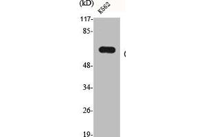 Western Blot analysis of K562 cells using CYP19A1 Polyclonal Antibody (Aromatase 抗体  (Internal Region))