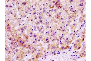 IHC image of ABIN7159722 diluted at 1:100 and staining in paraffin-embedded human liver tissue performed on a Leica BondTM system. (MGST1 抗体  (AA 63-96))