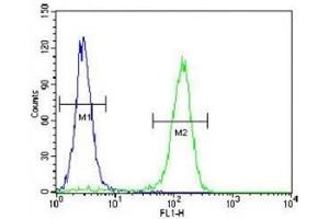 Cyclin C antibody flow cytometric analysis of HeLa cells (right histogram) compared to a negative control (left histogram). (Cyclin C 抗体  (AA 1-30))