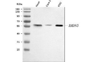 Western blot analysis of PTPIP51/RMDN3 using anti-PTPIP51/RMDN3 antibody (ABIN7601775).