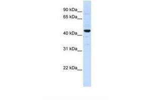 Image no. 1 for anti-Solute Carrier Family 41, Member 3 (SLC41A3) (AA 434-483) antibody (ABIN6738093)
