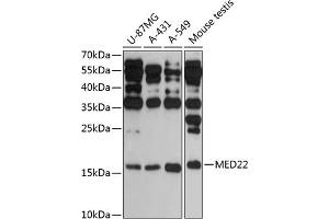 Western blot analysis of extracts of various cell lines, using MED22 antibody (ABIN6129665, ABIN6143692, ABIN6143693 and ABIN6217955) at 1:3000 dilution. (MED22 抗体  (AA 1-140))