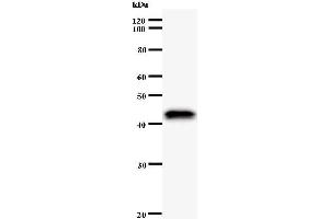 Western Blotting (WB) image for anti-Apoptosis Antagonizing Transcription Factor (AATF) antibody (ABIN930933) (AATF 抗体)