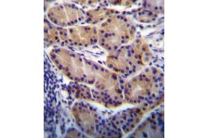 CYP2S1 Antibody (C-term) (ABIN656566 and ABIN2845826) immunohistochemistry analysis in formalin fixed and paraffin embedded human stomach tissue followed by peroxidase conjugation of the secondary antibody and DAB staining. (CYP2S1 抗体  (C-Term))