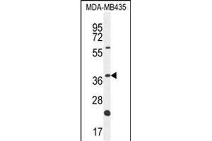 OR6V1 Antibody (C-term) (ABIN655020 and ABIN2844651) western blot analysis in MDA-M cell line lysates (35 μg/lane). (OR6V1 抗体  (C-Term))