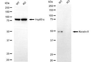 Western blotting analysis using keratin 8 antibody (ABIN7799190). (Recombinant KRT8 抗体)