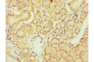 Immunohistochemistry of paraffin-embedded human pancreatic tissue using ABIN7174019 at dilution of 1:100 (FES 抗体  (AA 120-420))