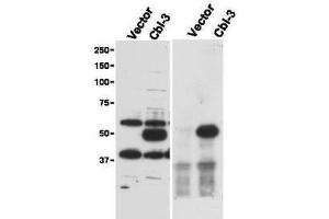 CBLC 抗体  (AA 444-458)