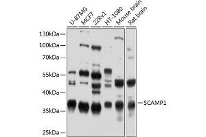 Western blot analysis of extracts of various cell lines, using SC antibody (ABIN6128700, ABIN6147407, ABIN6147408 and ABIN6224885) at 1:1000 dilution. (SCAMP1 抗体  (AA 1-150))