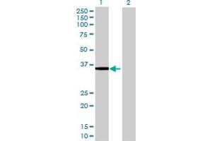 Western Blot analysis of B4GALT4 expression in transfected 293T cell line by B4GALT4 MaxPab polyclonal antibody.
