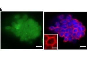 Generation of JellyOp expressing mouse ESCs and light-induced cAMP production in cardiomyocytes. (Rhodopsin 抗体)