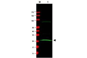 Western blot using MAD2L1 monoclonal antibody, clone 17D10  shows detection of aband at ~24 KDa (arrowhead) correspondingto MAD2L1 present in a HeLa whole cell lysate (Lane 1). (MAD2L1 抗体)