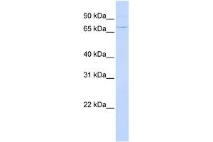 WB Suggested Anti-ATF6 Antibody Titration: 0. (ATF6 抗体  (N-Term))