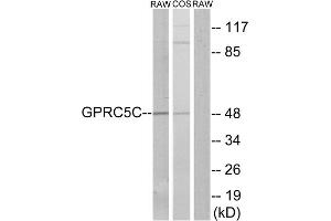 Western blot analysis of extracts from RAW264. (GPRC5C 抗体  (Internal Region))