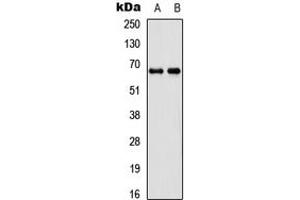 Western blot analysis of DDX55 expression in SHSY5Y (A), 293T (B) whole cell lysates. (DDX55 抗体  (Center))