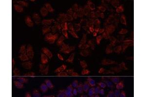 Immunofluorescence analysis of HeLa cells using ARF5 Polyclonal Antibody at dilution of 1:100. (ARF5 抗体)