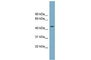 WB Suggested Anti-FAM53C Antibody Titration: 0. (FAM53C 抗体  (N-Term))