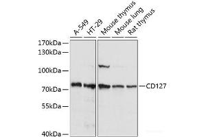 Western blot analysis of extracts of various cell lines using CD127 Polyclonal Antibody at dilution of 1:1000. (IL7R 抗体)