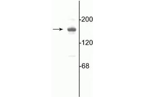 Western blot of 10 µg of rat hippocampal lysate showing specific immunolabeling of the ~180 kDa NR2A subunit of the NMDA receptor. (NMDAR2A 抗体  (C-Term))