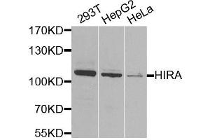 Western blot analysis of extracts of various cell lines, using HIRA antibody. (HIRA 抗体  (AA 250-550))