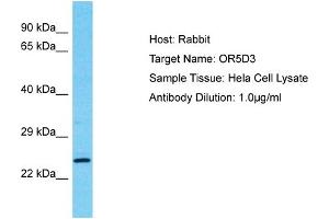 Host: Rabbit Target Name: OR5D3 Sample Type: Hela Whole Cell lysates Antibody Dilution: 1. (OR5D3P 抗体  (Middle Region))