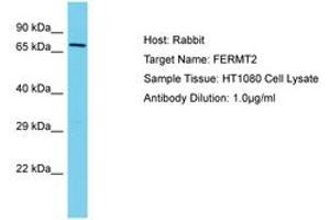Image no. 1 for anti-Fermitin Family Member 2 (FERMT2) (AA 402-451) antibody (ABIN6750563) (FERMT2 抗体  (AA 402-451))
