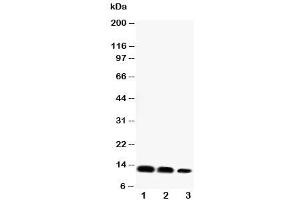 Western blot testing of CXCL16 antibody and Lane 1:  recombinant mouse protein 10ng (CXCL16 抗体  (Middle Region))