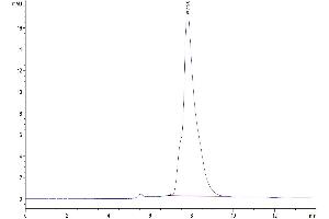 The purity of Human CALCA/CGRP is greater than 95 % as determined by SEC-HPLC.