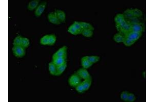 Immunofluorescence (IF) image for anti-Phosducin-Like 2 (PDCL2) (AA 1-241) antibody (ABIN7163092)