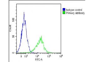 Overlay histogram showing 293T/17 cells stained with (ABIN6244230 and ABIN6578808)(green line). (GGT3P 抗体  (AA 471-502))