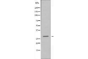 Western blot analysis of extracts from HepG2 cells using 14-3-3 β antibody. (YWHAB 抗体  (C-Term))