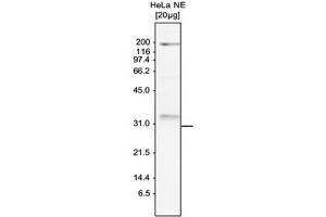 Western Blot of anti-SKI8 antibody Western Blot results of Rabbit anti-SKI8 antibody. (WDR61 抗体)