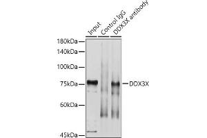 Immunoprecipitation (IP) image for anti-DEAD (Asp-Glu-Ala-Asp) Box Polypeptide 3, X-Linked (DDX3X) (AA 1-220) antibody (ABIN6139494)