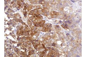 Image no. 1 for anti-Cell Division Cycle 123 Homolog (CDC123) antibody (ABIN1497390)