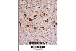Mouse Pak7 Antibody immunohistochemistry analysis in formalin fixed and paraffin embedded mouse brain tissue followed by peroxidase conjugation of the secondary antibody and DAB staining. (PAK7 抗体  (N-Term))