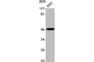 Western Blot analysis of K562 cells using D4DR Polyclonal Antibody (DRD4 抗体  (C-Term))