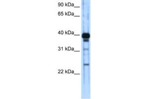 Western Blotting (WB) image for anti-Zinc Finger and SCAN Domain Containing 16 (ZSCAN16) antibody (ABIN2461941) (ZSCAN16 抗体)