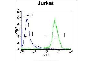 XRCC5 Antibody (Center ) (ABIN655900 and ABIN2845300) flow cytometric analysis of Jurkat cells (right histogram) compared to a negative control cell (left histogram). (XRCC5 抗体  (AA 424-450))