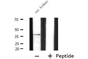 Western blot analysis of extracts from rat kidney, using ADORA2A Antibody. (Adenosine A2a Receptor 抗体  (Internal Region))